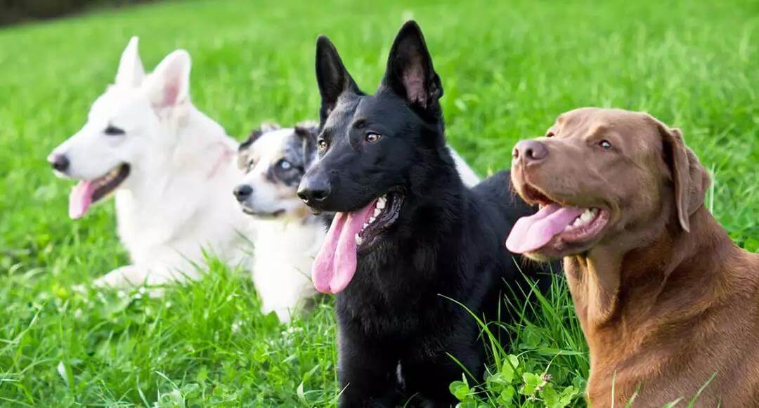 理论都一样,为什么自己和训犬师的训练差异这么大呢?