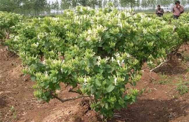 种植什么药材赚钱
