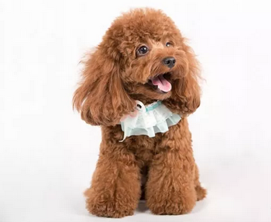 泰迪幼犬断奶后怎么养?