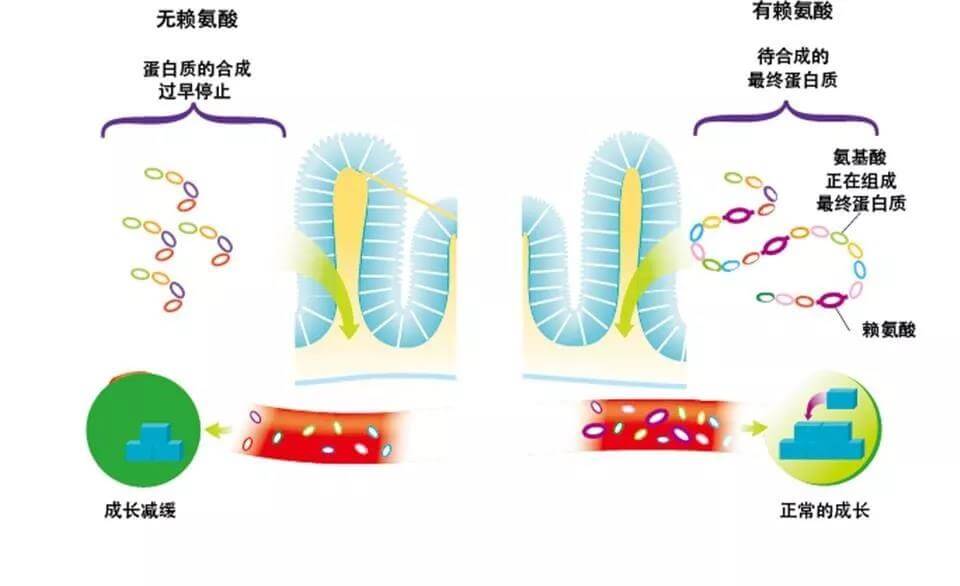 宠物保持好胃口,这些神秘元素少不了