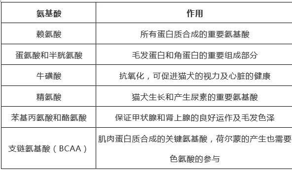 宠物保持好胃口,这些神秘元素少不了