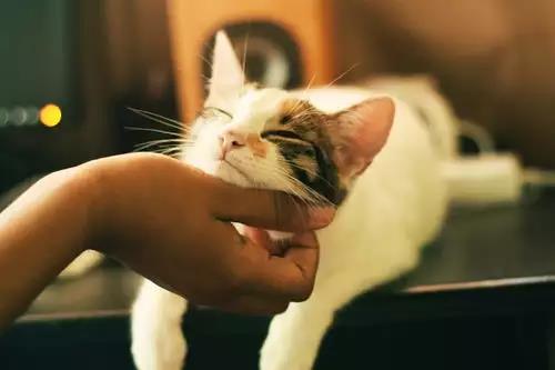 猫咪换毛护理的时候，你做对了吗?