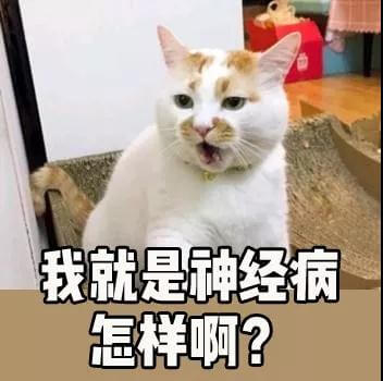 你家的猫为什么会打起来？