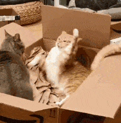 你家的猫为什么会打起来？