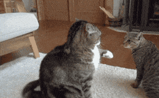 你家的猫为什么会打起来？