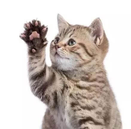 你家的猫为什么会打起来？