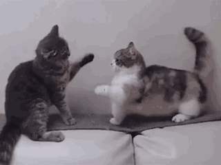 你家的猫为什么会打起来？