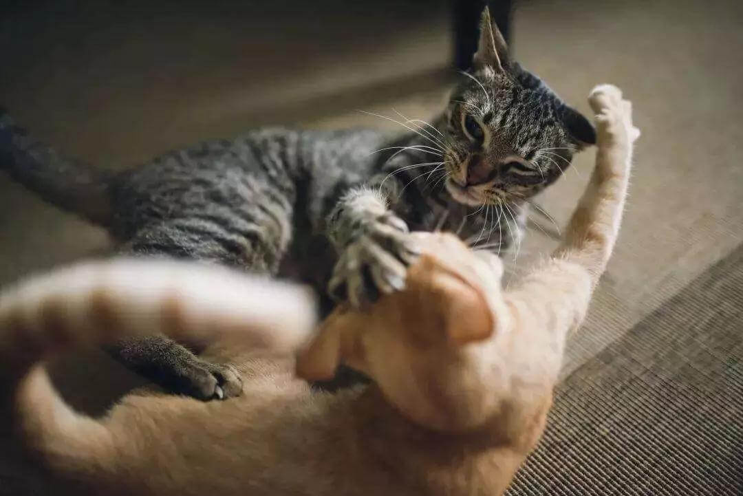 你家的猫为什么会打起来？