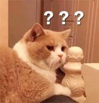 你家的猫为什么会打起来？
