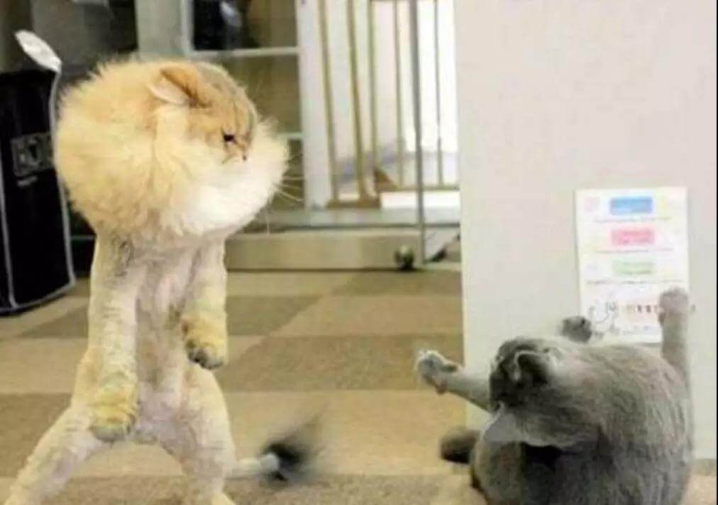 你家的猫为什么会打起来？