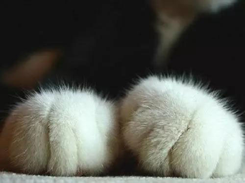 猫咪为什么会有脚臭?
