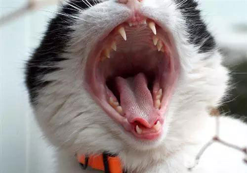 猫咪为什么会有脚臭?