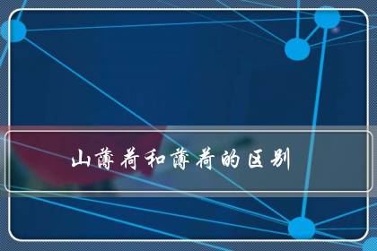 山薄荷和薄荷的区别
