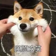 狗狗求关注的行为有这些,你知道吗?