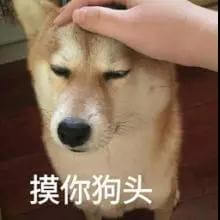 狗狗求关注的行为有这些,你知道吗?