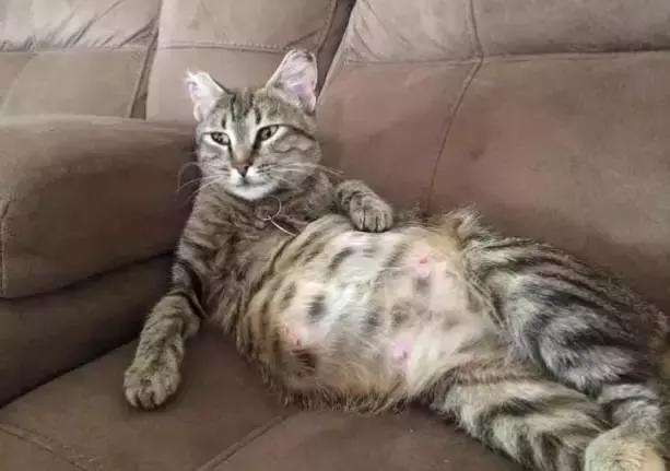 怀孕后的母猫，会再次发情吗?