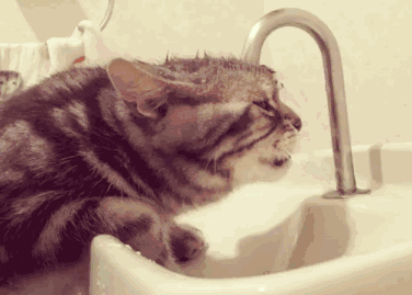猫咪不爱喝水怎么办，让猫咪多喝水的5个小妙招帮到你！