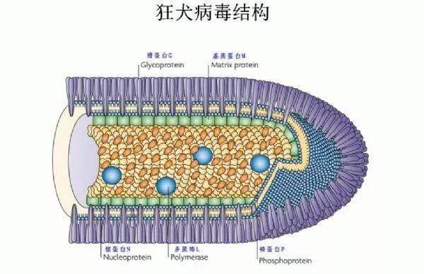 我被家里的宠物咬伤了,要打狂犬疫苗吗?