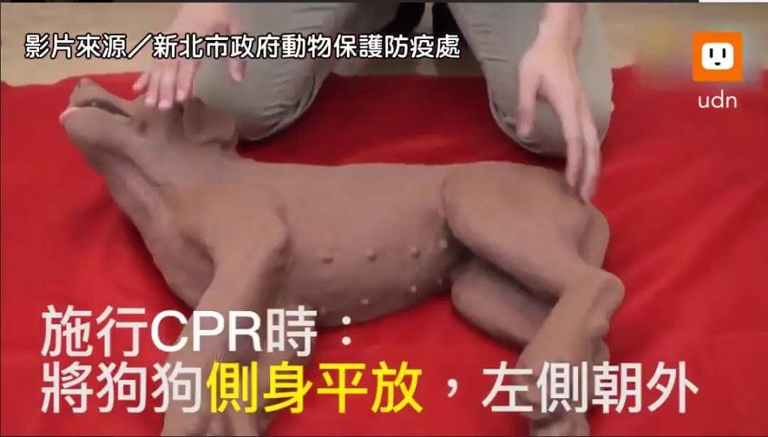 狗狗急救方法,铲屎官必学!