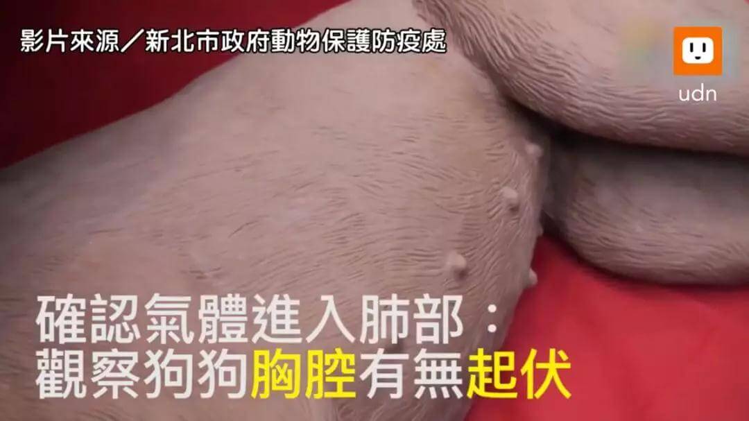 狗狗急救方法,铲屎官必学!