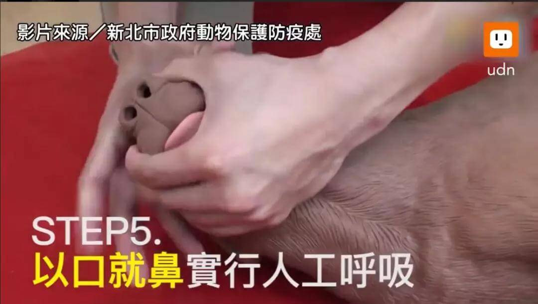 狗狗急救方法,铲屎官必学!