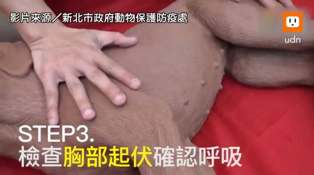 狗狗急救方法,铲屎官必学!