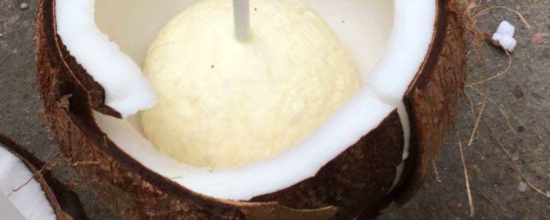 椰奶和椰汁的区别