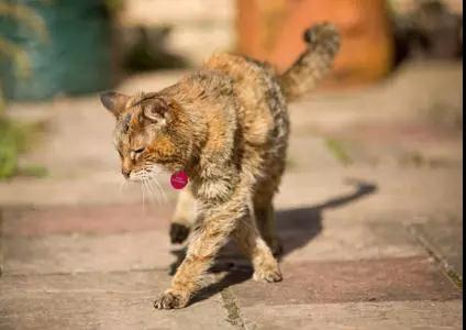 猫咪变老，有哪些征兆？