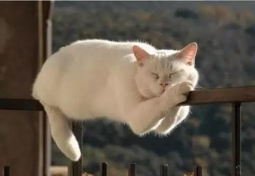 猫咪变老，有哪些征兆？