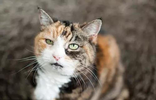 猫咪变老，有哪些征兆？