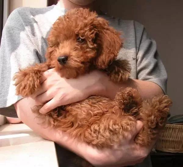 两狗相遇,为什么小型犬叫的比较凶?