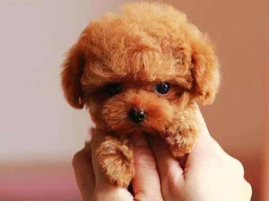 热门狗狗不一定适合你养！盘点热门犬种的优缺点