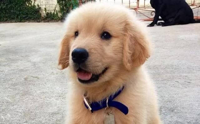 热门狗狗不一定适合你养！盘点热门犬种的优缺点
