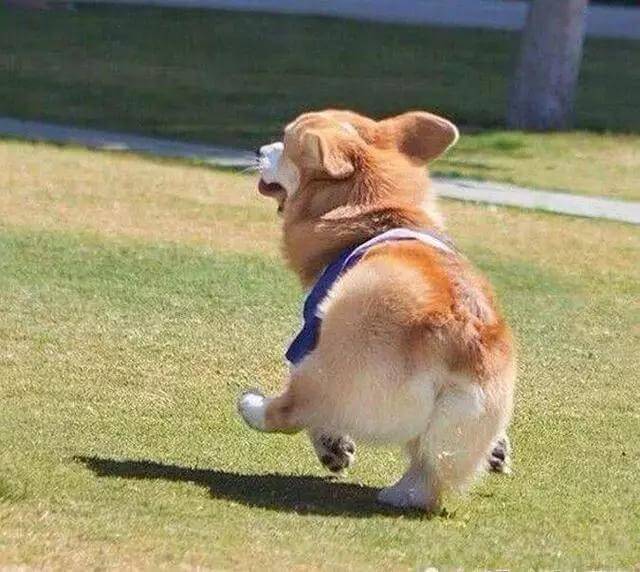 热门狗狗不一定适合你养！盘点热门犬种的优缺点