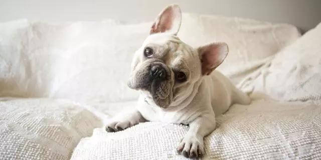 热门狗狗不一定适合你养！盘点热门犬种的优缺点