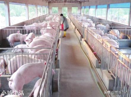 国内生猪养殖的迫切与现在的国际粮食危机，如何调解？