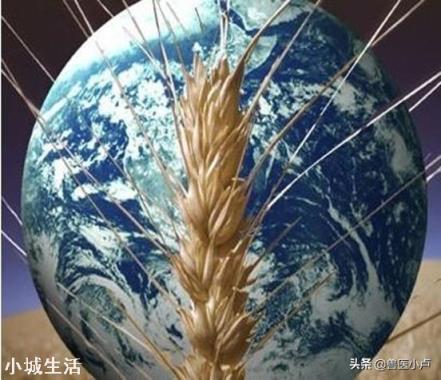 国内生猪养殖的迫切与现在的国际粮食危机，如何调解？