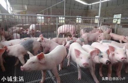 国内生猪养殖的迫切与现在的国际粮食危机，如何调解？