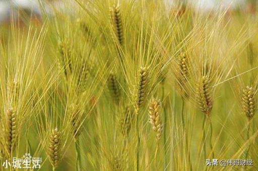 疫情过后，米面会涨价吗，农村粮食收购价格会提高吗？