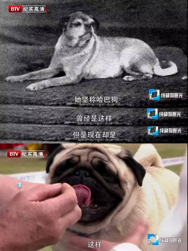 純種狗的悲哀：人類是如何讓它們走上絕路的？