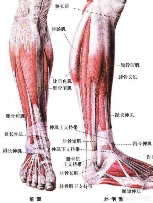 哪些运动能起到瘦腿的效果？