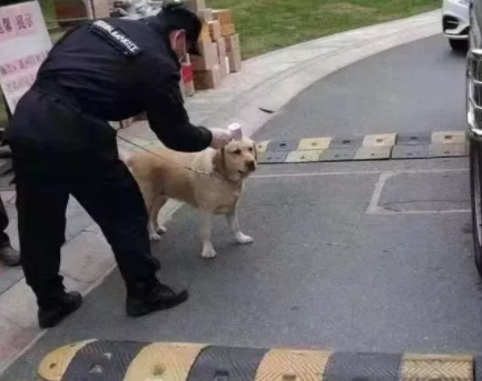 疫情期间狗狗怎么上厕所? 都快憋坏啦!