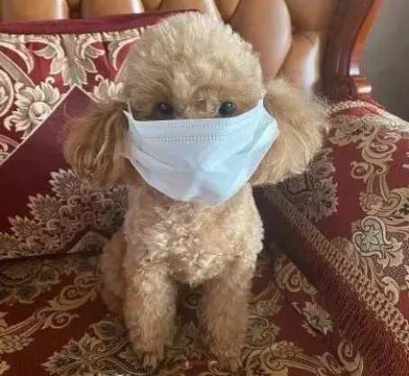 疫情期间狗狗怎么上厕所? 都快憋坏啦!