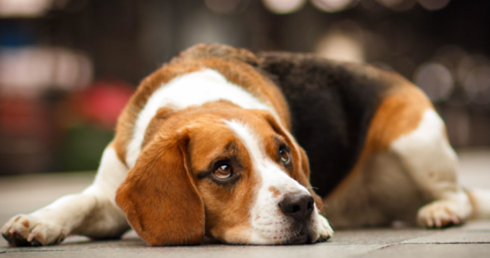 比格犬好养吗? 怎么正确喂养比格犬?