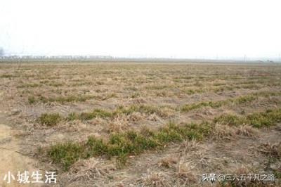 农村土地不够种，大量农民工入城打工，农村大片土地撂荒怎么办？