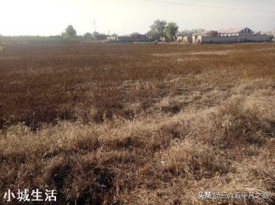 农村土地不够种，大量农民工入城打工，农村大片土地撂荒怎么办？