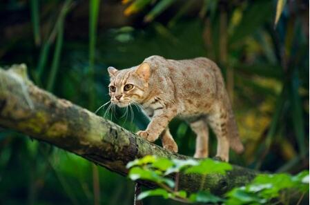 形态各异的漂亮猫猫看得到却吸不了, 你眼馋吗?