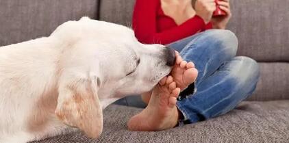 狗狗为什么要舔主人? 也许它想告诉你这些事!