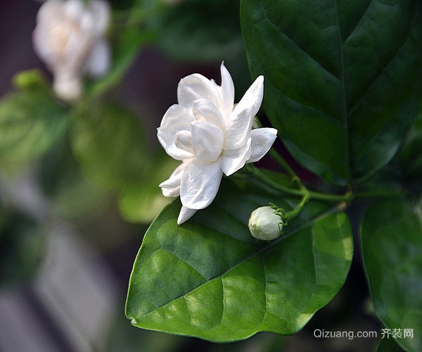 茉莉适合放在室内吗 家里种茉莉不吉利