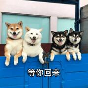 第二例“陽性狗”，跨越種族的抗疫統(tǒng)一戰(zhàn)線！